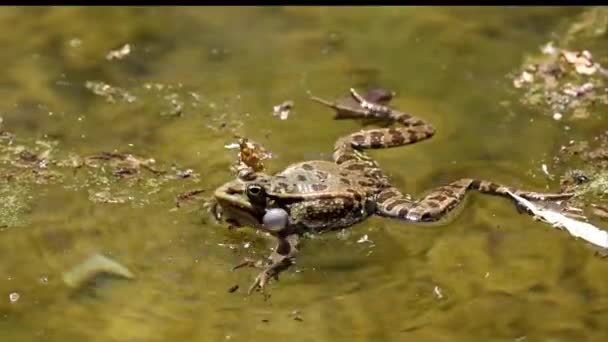 Κοινός Βάτραχος Rana Temporaria Μόνο Ερπετό Croaking Στο Νερό Επίσης — Αρχείο Βίντεο