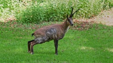 Apennine Chamois, Rupicapra pyrenaica ornata, İtalya 'daki Abruzzo-Lazio-Molise Ulusal Parkı ve İspanya' daki Pireneler 'de yaşamaktadır.