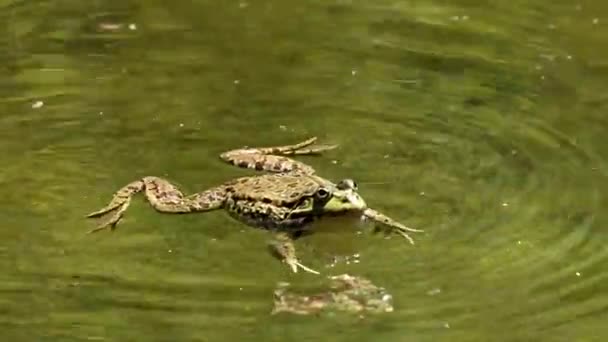 Katak Eropa Rana Temporaria Tunggal Reptil Croaking Water Juga Dikenal — Stok Video