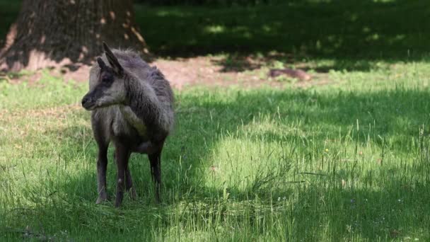 Camoscio Appenninico Rupicapra Pyrenaica Ornata Vive Nel Parco Nazionale Abruzzo — Video Stock