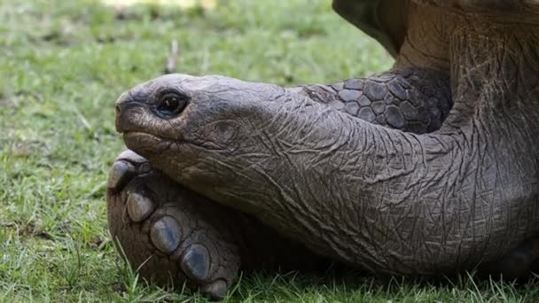 Reuzenschildpad Van Aldabra Aldabrachelys Gigantea Curieuse Eiland Het Gebied Van — Stockvideo