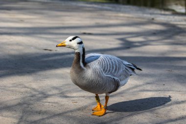 Çubuk başlı kaz Anser indicus, Orta Asya 'da, Güney Asya' daki dağ gölleri ve kışların yakınında, Hindistan yarımadasının güneyine kadar uzanan kolonilerde üreyen bir kazdır..