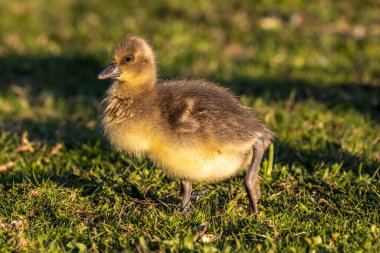 Anser anser, Anatidae familyasından bir kuş türü olan Anatidae familyasından bir kaz türü.