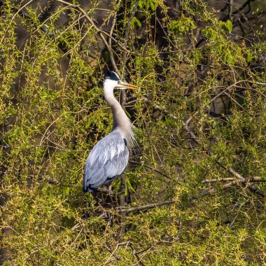 Gri balıkçıl, Ardea cinerea, balık arayan büyük gri bir kuş, tüylü tüyler, büyük gagalı, başının arkasında uzun tüyler, vahşi doğadan bir sahne.