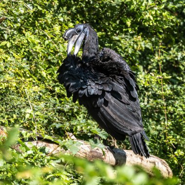 Abyssinian kuzeyi Hornbill, Bucorvus Abyssinicus, Afrika 'da yaşayan ve ekvatorun kuzeyinde bulunan bir kuş türüdür..