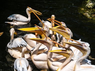 Büyük Beyaz Pelikan (