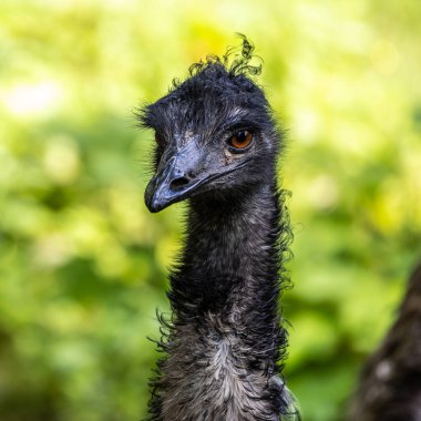 Dromaius novaehollandiae, devekuşunun ratit akrabası olan devekuşundan sonra yaşayan en büyük ikinci kuş türüdür. Avustralya 'ya özgüdür.