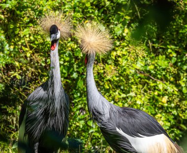 Black Crowned Crane, Balearica pavonina, Gruidae familyasından bir kuş türü..