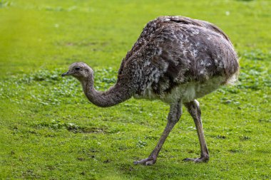 Darwin 'in Rhea' sı, Rhea pennata daha az Rhea olarak da bilinir. Büyük, uçamayan bir kuştur, fakat iki Rheas türünün en küçüğüdür..