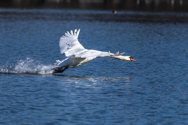 Немой Лебедь Cygnus Olor Является Видом Лебедя Представителем Семейства Водоплавающих — стоковое фото