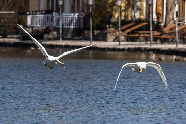 Cygnus Olor Una Especie Cisne Familia Anatidae Aquí Volando Sobre —  Fotos de Stock