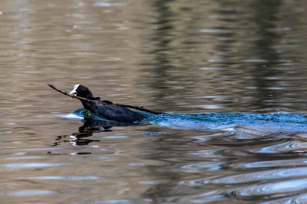 Der Blässhühner Fulica Atra Auch Als Blässhühner Oder Australischer Blässhühner — Stockfoto