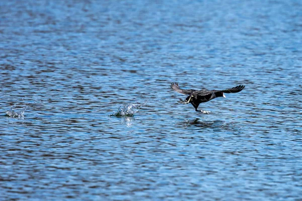 Der Blässhühner Fulica Atra Auch Als Blässhühner Oder Australischer Blässhühner — Stockfoto