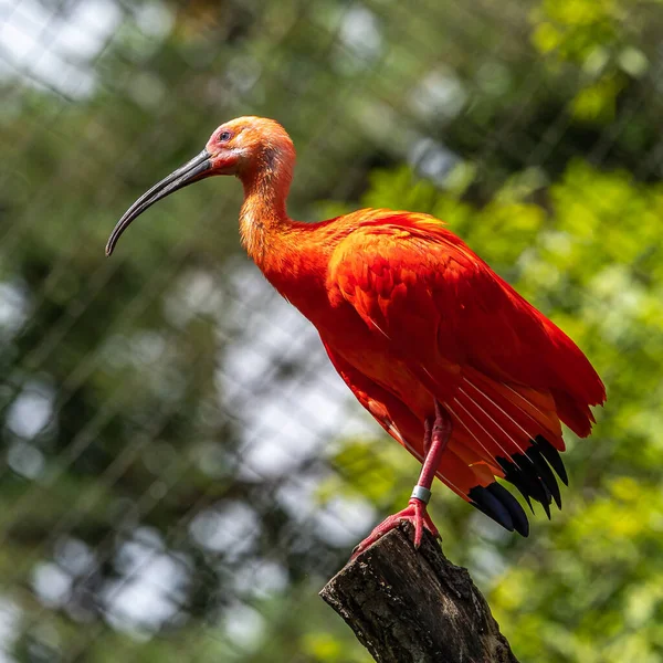 Scarlet Ibis Eudocimus Ruber Είναι Ένα Είδος Ibis Της Οικογένειας — Φωτογραφία Αρχείου