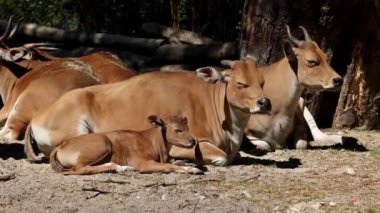 Banteng ailesi, Bos javanicus veya Red Bull. Vahşi bir sığır türüdür ama sığır ve bizondan farklı kilit özellikler vardır: hem erkek hem de dişilerde beyaz bir şerit..