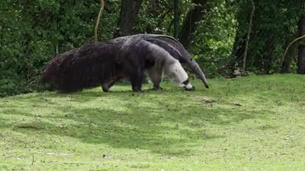 Anteater Raksasa Myrmecophaga Tridactyla Juga Dikenal Sebagai Beruang Semut Adalah — Stok Video