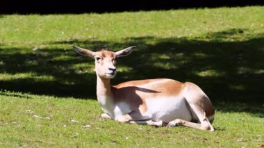 Chital ya da cheetal geyik, Axis axis, Alman Ulusal Parkı 'ndaki benekli geyik ya da eksen geyiği olarak da bilinir..