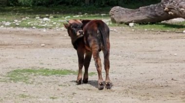 Yavru Aurochs, Heck sığırları, Bos primigenius Taurus, soyu tükenmiş yaban öküzlerine benzediğini iddia etti. Alman parkında görülen yerli dağ sığırları