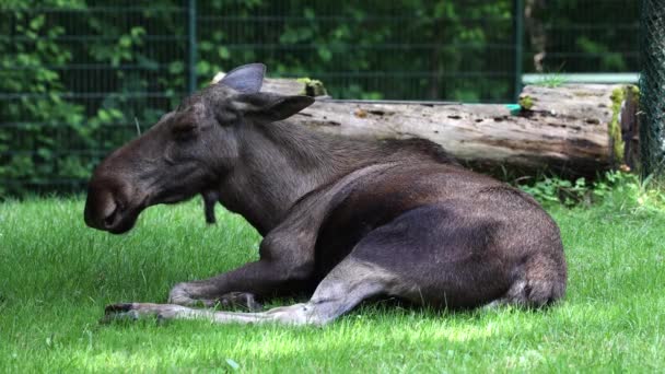 Łoś Lub Łoś Alces Alces Jest Największym Zachowanym Gatunkiem Rodzinie — Wideo stockowe