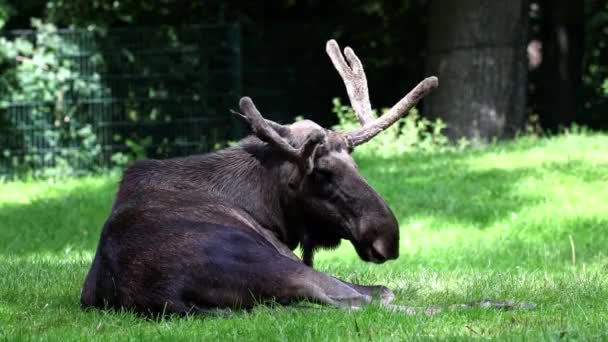 Alce Alce Alces Alces Especie Más Grande Existente Familia Los — Vídeo de stock