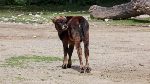 Baby Auerochsen Heck Rinder Bos Primigenius Taurus Behaupteten Den Ausgestorbenen — Stockvideo