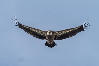 Griffon akbabası, Gyps Fulvus Monfrague Ulusal Parkı 'nda Salto del Gitano' da uçuyor. Caceres, Extremadura, İspanya.