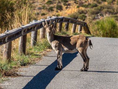 İber dağ keçisi, Capra pyrenaica Navacepeda yakınlarındaki Gredos dağlarında, Kastilya Leon İspanya. İspanyol vahşi keçisi ya da İber vahşi keçisi, dört alt türü olan bir dağ keçisi türüdür..