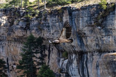 Griffon akbabaları, Una, İspanya 'daki Serrania de Cuenca' da uçan Gyps fulvus. La Raya ve El Escaleron Una 'da