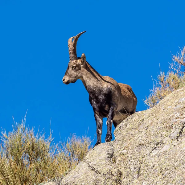 İber dağ keçisi, Capra pyrenaica Navacepeda yakınlarındaki Gredos dağlarında, Kastilya Leon İspanya. İspanyol vahşi keçisi ya da İber vahşi keçisi, dört alt türü olan bir dağ keçisi türüdür..