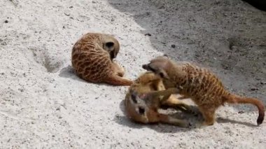 Meerkat, Suricata Suricatta hoplayıp zıplıyorlar ve birbirleriyle dövüşüyorlar.
