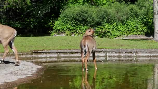 Blackbuck Indiano Antelope Cervicapra Antilope Indiana Abita Pianure Erbose Aree — Video Stock