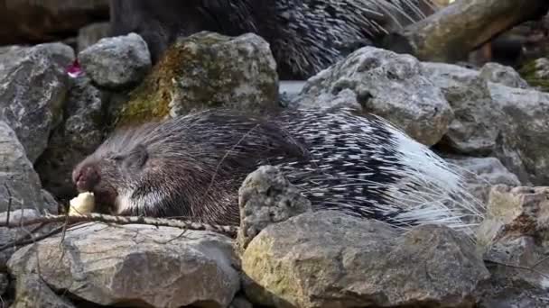 Das Schopfstachelschwein Hystrix Indica Oder Indische Stachelschwein Ist Eine Große — Stockvideo