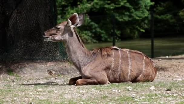 Büyük Kudu Yayılım Gösterir Strepsiceros Doğu Güney Afrika Boyunca Bulunan — Stok video