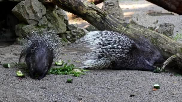 Indian Crested Porcupine Hystrix Indica Indian Porcupine Large Species Hystricomorph — Stock Video