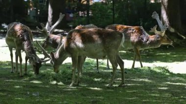 Fallow deer, Dama mezopotamya, Cervidae familyasından bir memeli türü..