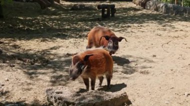 Kızıl nehir domuzu, Potamochoerus porcus, ayrıca çalı domuzu olarak da bilinir. Bu domuzun yer altında yiyecek bulmak için keskin bir koku alma duyusu var..