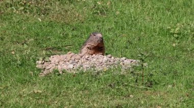 Marmota marmota, Orta ve Güney Avrupa 'nın dağlık bölgelerinde bulunan bir dağ sıçanı türüdür.