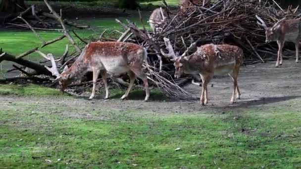 Dama Mesopotamica Mamífero Ruminante Família Cervidae — Vídeo de Stock