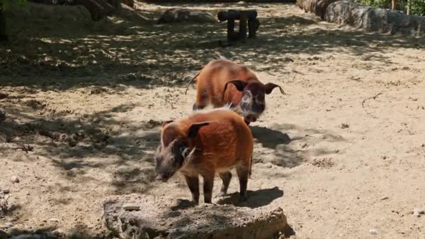 红河猪 波塔莫霍埃斯猪笼草 又称丛林猪 这只猪嗅觉敏锐 能在地下找到食物 — 图库视频影像