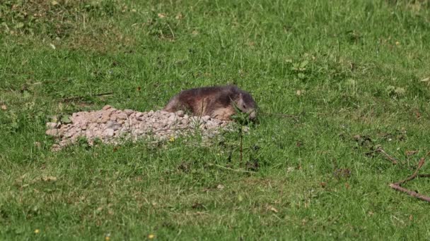 Alpine Marmot Marmota Marmota Είναι Ένα Είδος Μάρμοτ Που Απαντάται — Αρχείο Βίντεο