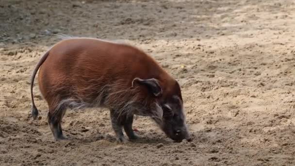 Cerdo Rojo Del Río Potamochoerus Porcus También Conocido Como Cerdo — Vídeo de stock