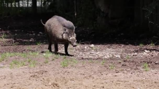 Visayan Warty Pig Sus Cebifrons Critically Endangered Species Pig Genus — Stock Video