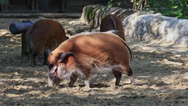 Potamochoerus Porcus 돼지로 도알려져 돼지는 지하에서 먹이를 후각을 가지고 — 비디오
