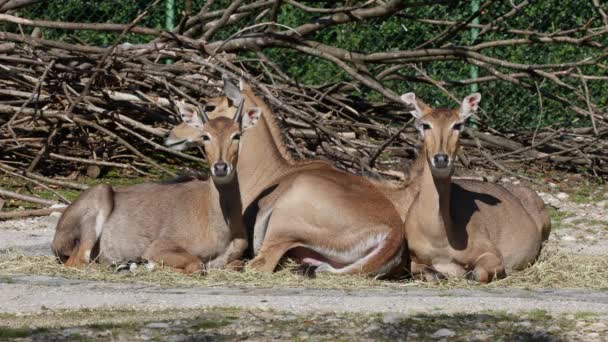 Nilgai Vaca Azul Boselaphus Tragocamelus Antílope Asiático Más Grande Endémico — Vídeo de stock