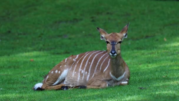 非洲羚羊 Tragelaphus Angasii 是一种原产于南部非洲的螺旋形角羚羊 牠们是Bovidae科和Nyala属的一个物种 也被认为属于Tragelaphus属 — 图库视频影像