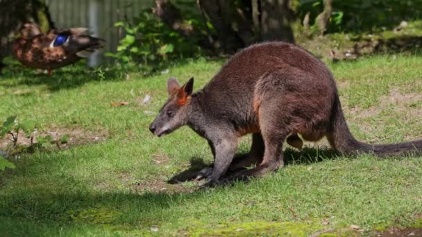 Bažina Wallaby Wallabia Bikolor Jedním Menších Klokanů Tato Wallaby Také — Stock video