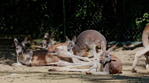 Kırmızı Kanguru Macropus Rufus Tüm Kanguruların Büyüğü Avustralya Özgü Büyük — Stok video