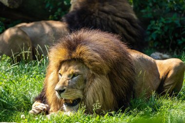 Aslan, Panthera leo, Panthera cinsindeki dört büyük kediden biridir ve Felidae familyasının bir üyesidir..