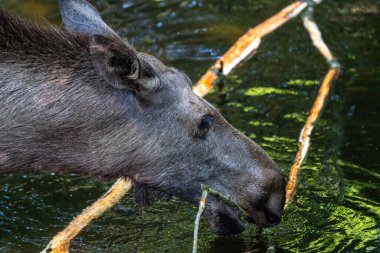 Avrupa geyiği, Alces alces, geyik olarak da bilinir. Vahşi yaşam hayvanı.