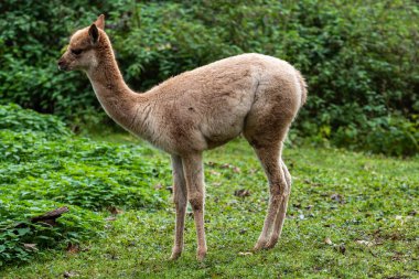 Vicunas, Vicugna Vicugna, And Dağları 'nın yüksek dağlık bölgelerinde yaşayan lama' nın akrabaları.